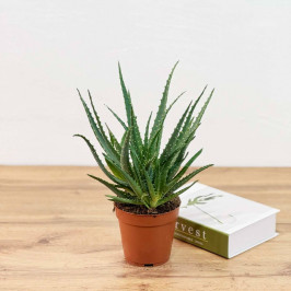 Алоэ Столетник D:12см H:35см