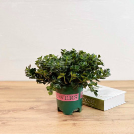 Гипоцирта Нематантус золотая рыбка D:14 H:25