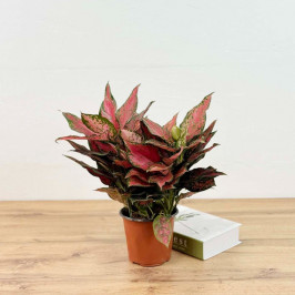 Аглаонема Red Valentine D:14см H:30см