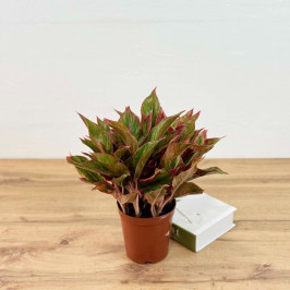 Аглаонема «Siam Aurora» (Красная) D:14см H:30см