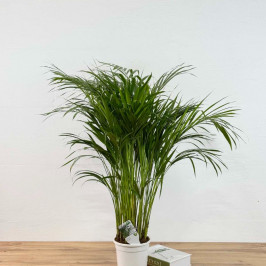 Пальма Арека (Хризолидокарпус) D:17см H:100см