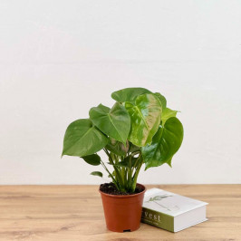 Монстера Делициоза D:14см H:40см