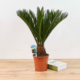 Пальма Цикас Революта D:17см H:50см