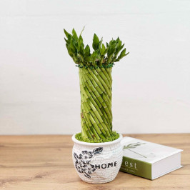 Бамбук лаки спираль в керамике D16 H40