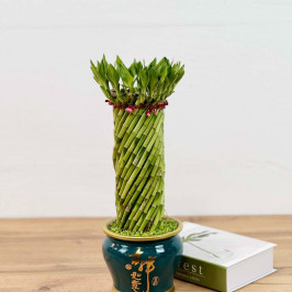 Бамбук лаки спираль в зеленом кашпо D16 H40