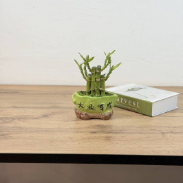 Бамбук лаки Композиция Лодочка D10