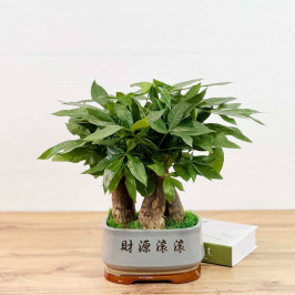 Бансай Пахира Акватика 3 ст D:22см H:40см Толстый ствол