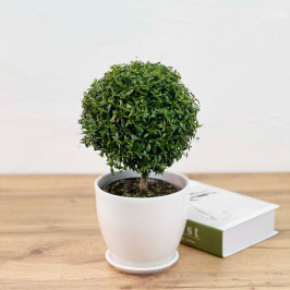 Мирт штамбовый в Белом горшке D:12см H:30см