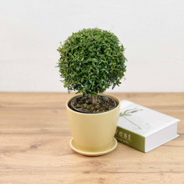 Мирт в Бежевом горшке D:12см H:30см