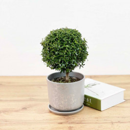 Мирт в Сером горшке D:12см H:30см