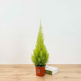 Комнатный Кипарис Вилма (Goldcrest) D:14см H:45см