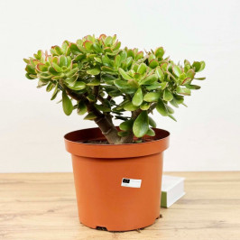 Крассула Овата Сансет D:29см H:50см