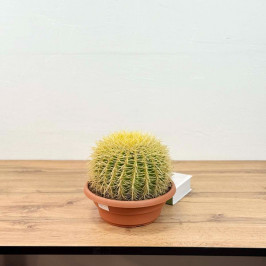 Эхинокактус Грузони (Золотой шар) D:27см H:35см