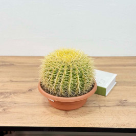 Эхинокактус Грузони (Золотой шар) D:27см H:35см