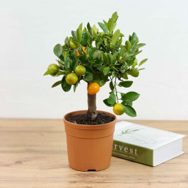 Мандариновое дерево D:15см H:45см