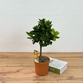 Мандариновое дерево D:15см H:45см (Зеленый плод)