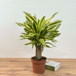 Драцена Даймонд Дрим D:17см H:60см