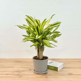 Драцена Даймонд Дрим D:17см H:60см в Сером горшке