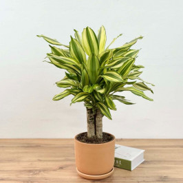 Драцена Даймонд D:17см H:60см в Терракотовом горшке