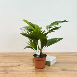 Веерная пальма Ливистона (Ротундифолия) D:14см H:40см