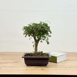 Фисташка Китайская D:17см H:25см