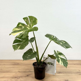 Монстера Вариегатная D:17см H:50см