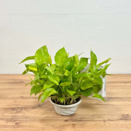 Эпипремнум Ауреум Голд D:15см H:25см