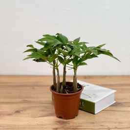 Пахира Акватика столбы D:15см H:30см