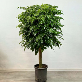 Радермахера штамб D:28см H:170см