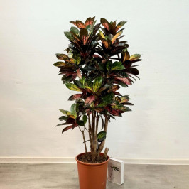 Кротон Миссис Айстон разветвленный D:30см H:150см