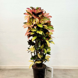 Кротон Миссис Айстон разветвленный D:27см H:140см