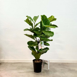 Фикус Лирата разветвленный  D:21СМ H:100СМ