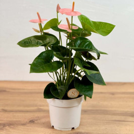 Антуриум Андрианум Спирит D:14см