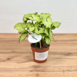 Сингониум Вайт Батерфляй D:12см H:25см