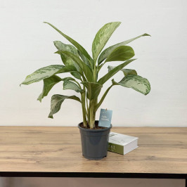 Аглаонема Сильвер Бей D:17см H:50см