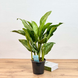 Аглаонема Сильвер Бей D:17см H:50см