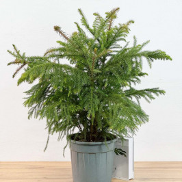 Араукария D:26см H:110см