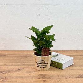 Кофе Арабика D:12см H:35см в деревянном кашпо