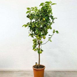 Большое Лимонное дерево (с плодами) D:35см H:190см