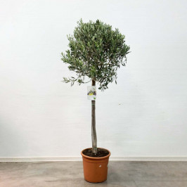 Олива Европейская штамб D:27см H:160см