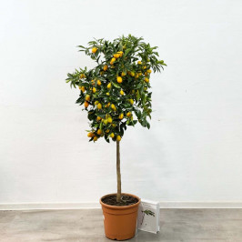 Кумкват (Кинкан) D:26см H:130см