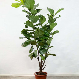 Фикус Лирата разветвленный 200 см