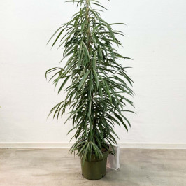 Фикус Биннедика Али D:27СМ H:150СМ