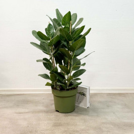 Фикус Бенгальский Одри 3 ствола D:27см H:100см