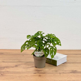 Монстера Адансона D:12см H:25см