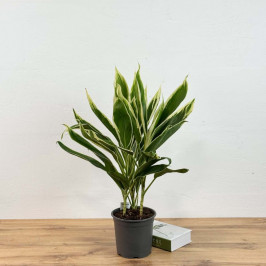 Кордилина Конга D:19см H:55см