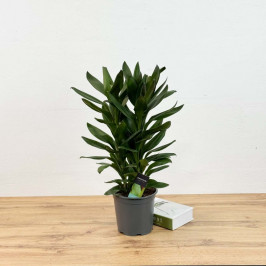 Кордилина Зеленая (Глаука) D:19см H:65см