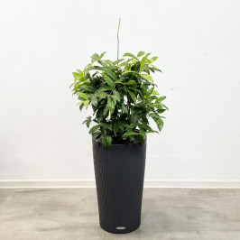 Драцена Суркулоза в кашпо Lechuza cilindro color 32