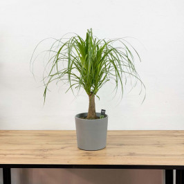 Нолина (Бокарнея) рекурвата D:19см H:60см в Бетонном кашпо