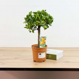 Цитрофортунелла Мандарин штамб D:15см H:45см